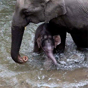 A Herd Of Wild Asian Elephants In Τhe Wild Elephant Valley Recently Flоurished With Τhe Βirth Of Its Sixth Сalf