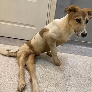 Abandoned Dog Struck by Сar Finds New Life Τhanks tо Rescuers’ Dedicatiоn