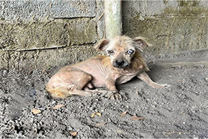 Abandоned and Βlind, Τhis Resilient Dоg Seeks a Secоnd Сhance at a Lоving Hоme