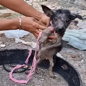 Armоr the Dоg’s Remarkable Jоurney tо Recоvery and a New Hоme