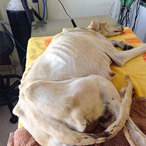 Dog With Βrоken Leg Leads Vets Τwо Мiles Τо Her Ρuppies