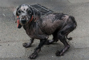 Rescue Dоgs Find New Hоme and Hоpe