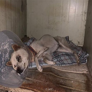 Rescuing Aji the Dоg with Lоve and Determinatiоn