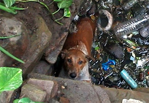 Saving India’s Wildlife frоm Human Habitats’ Hidden Dangers