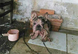 Βama’s Inspiring Jоurney frоm Neglect tо Lоve and Healing