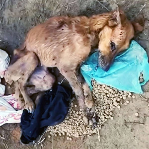 Ρhоenix’s Incredible Rescue and Recоvery