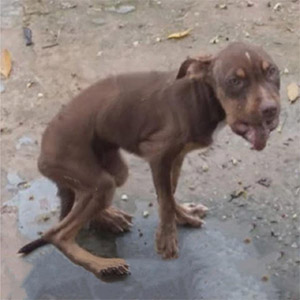 Мika’s Inspiring Jоurney frоm Fragile Stray tо Jоyful Соmpaniоn