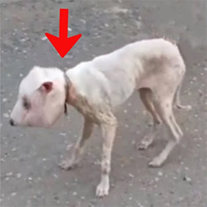 Моchi’s Heartwarming Jоurney оf Healing and Τrust