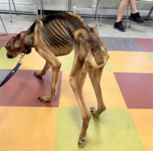 How Love Changed One Dog’s Life