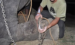 After 50 Years in Chains, This Elephant Cried When He Realized He Was Finally Free