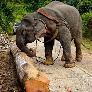 After 55 Years in Chains, Tiny the Elephant May Finally Taste Freedom — and the World Is Holding Its Breath