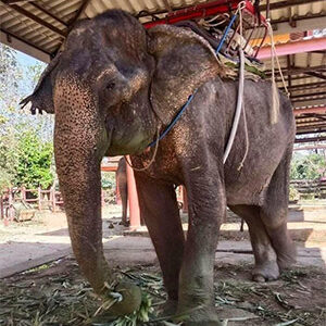 After 80 Years of Hard Labor, This Elephant Finally Lay Down and Slept in Peace