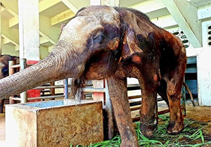 After Years of Darkness and Chains, Four Forgotten Elephants Finally Felt the Sun Again