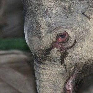Baby Elephant Cried for Five Hours Straight After His Mother Rejected Him — Then One Keeper Changed His Life Forever