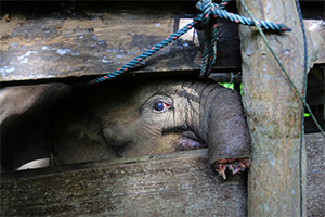 "Can We Still Save Her?" — The Baby Elephant Who Fought to Live After Losing Half Her Trunk