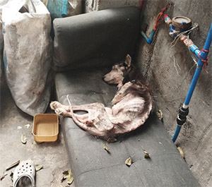Forgotten in a Dark Warehouse, This Skeletal Puppy Waited for Footsteps That Never Came