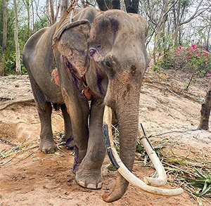 He Was Just Days from Death—Then Strangers Refused to Let This Forgotten Elephant Die Alone