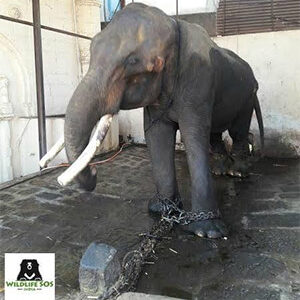 He Was Named “Sun,” Yet Lived His Life in Darkness — The Heartbreaking Story of Suraj the Elephant