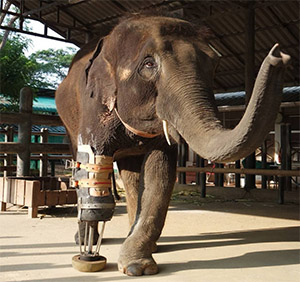 She Lost a Leg as a Baby—Now This Brave Elephant Is Inspiring the World One Step at a Time