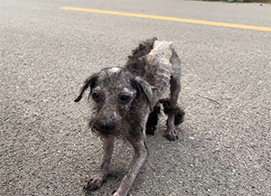 Starving Stray Dog Fell to Her Knees at the Sight of Food—What Rescuers Discovered Beneath Her Belly Left Everyone Heartbroken