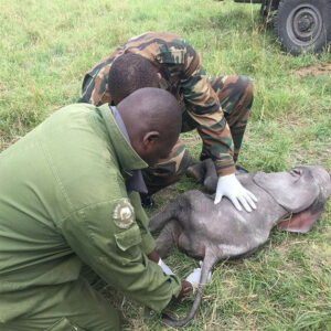 The Tiny Elephant Who Couldn’t Reach His Mother — Then an Entire Rescue Team Took to the Skies to Save Him