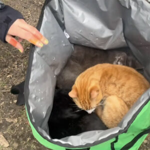 They Opened an Uber Eats Bag Left Under a Park Bench — What They Found Inside Melted Everyone’s Heart