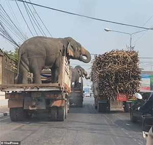 Traffic Stopped for a Red Light… But These Two Hungry Elephants Had a Much Sweeter Plan